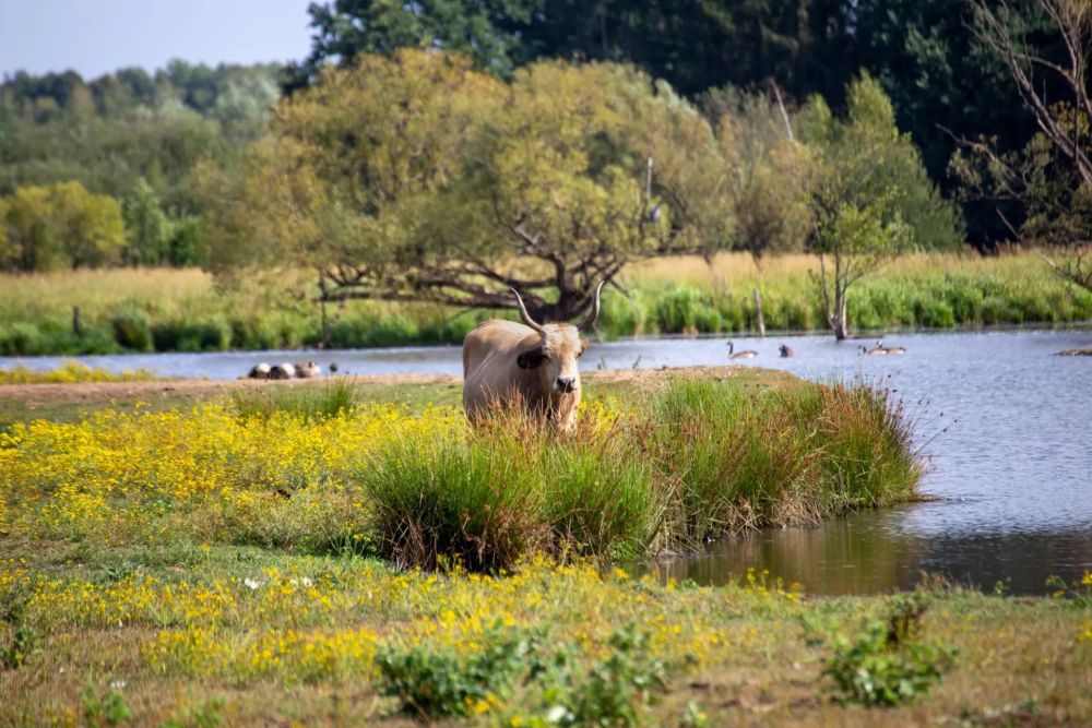 Natur pur: Wasserbüffel im Biotop Homburg-Beeden